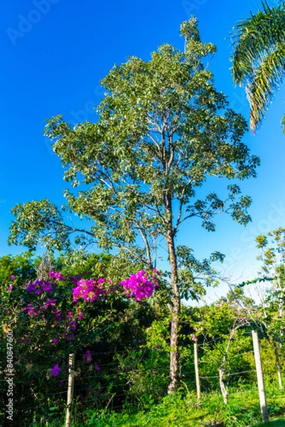 Fototapeta Tropical rural landscape. Garden. Trees. Palm trees. Blue sky with clouds. Space for advertising. Vertical.