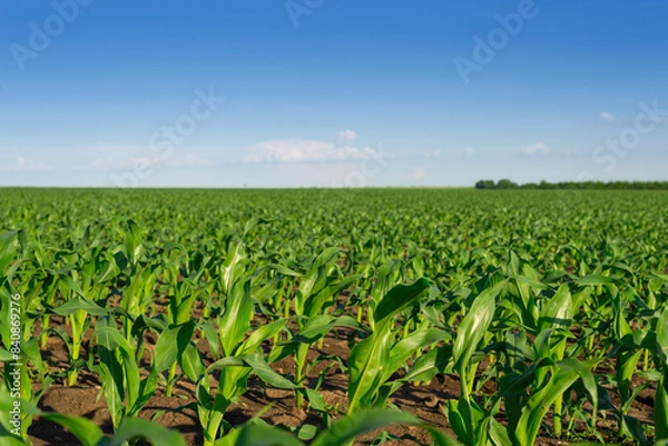 Fototapeta Field of young green corn