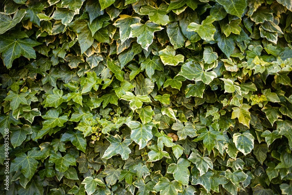 Obraz Wall crawling leaves close up