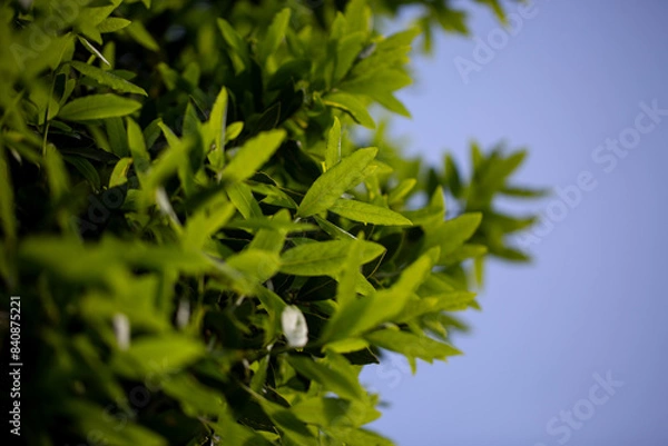 Obraz Below the trees looking up to sky