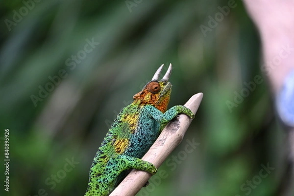 Obraz Horned Chameleon
