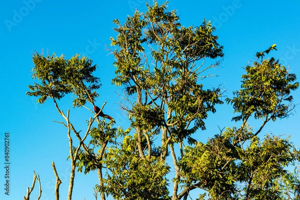Fototapeta Toucan. Blue sky with clouds seen through the branches of a large tree. Advertising space. Horizontal.
