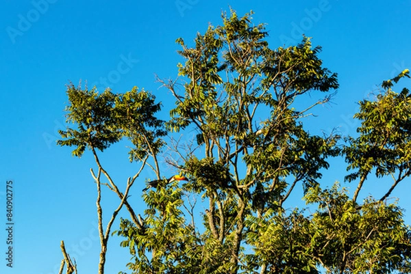 Fototapeta Toucan. Blue sky with clouds seen through the branches of a large tree. Advertising space. Horizontal.