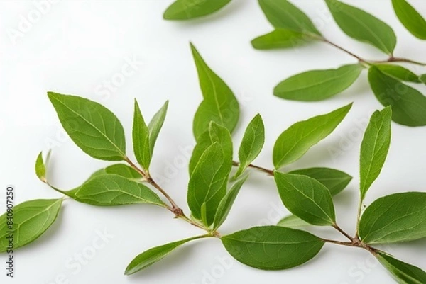 Fototapeta Green leaves frame on white background, fresh foliage border, nature greenery composition, botanical design template, vibrant plant arrangement, eco-friendly decoration, organic elements, leafy branch
