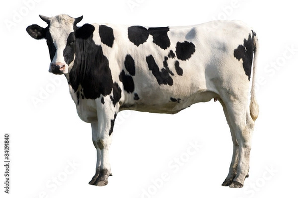 Fototapeta cow isolated