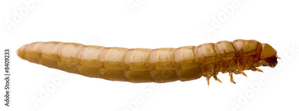 Fototapeta Larva of Mealworm - Tenebrio molitor