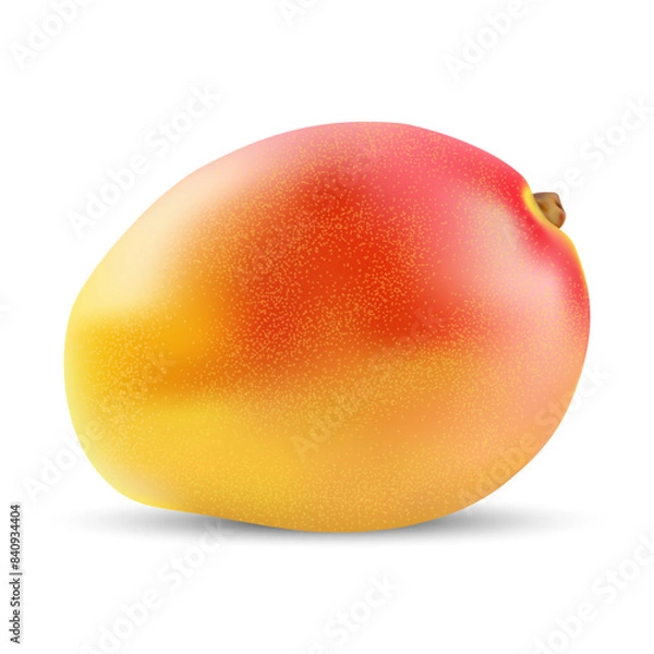 Fototapeta Vector image of mango fruit on a white background.