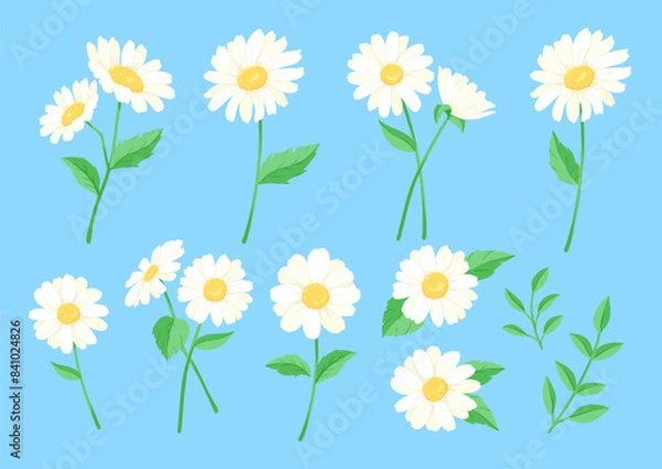 Fototapeta デイジーの花のベクターイラスト　カードのデザイン　白い花