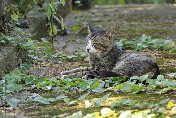 Obraz しゃがんでいてヨダレをたらしているキジトラネコ