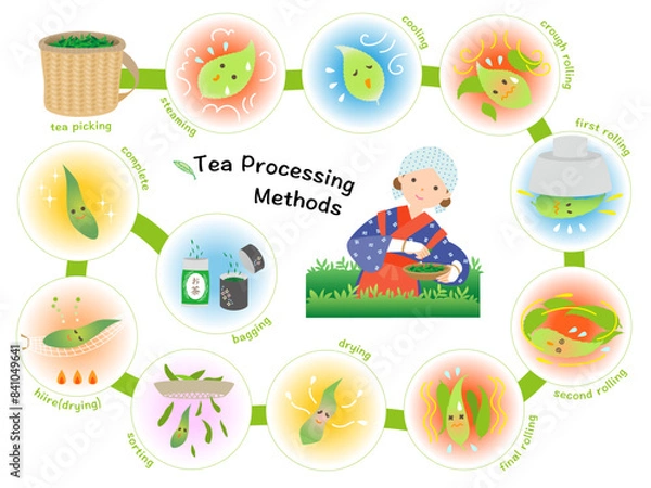 Obraz 茶葉から日本茶ができるまで