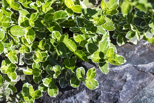 Fototapeta Бересклет Форчуна пёстролистный (Еuonymus fortunei)