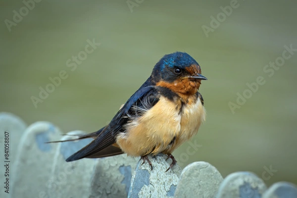Obraz Barn swallow