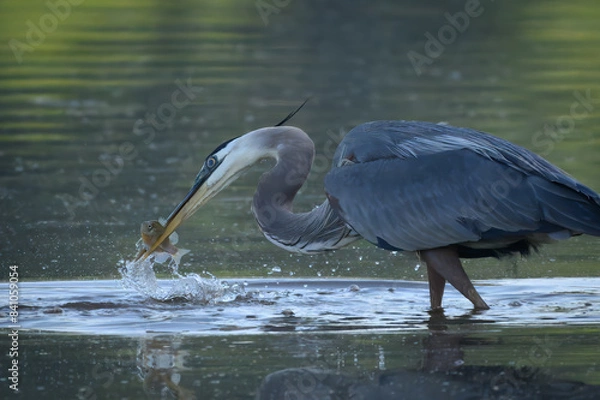 Obraz Blue heron eating a fish