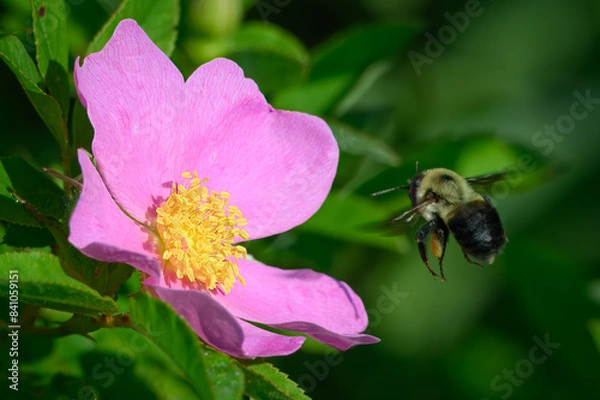 Obraz Bumblebee hovering over a pink flower