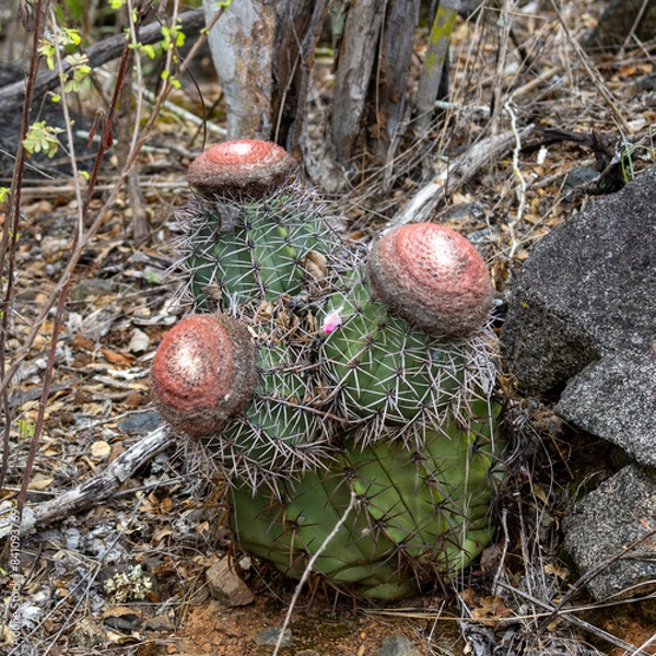Obraz Coroa-de-frade
