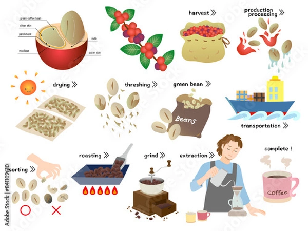 Obraz コーヒー豆の精製工程とコーヒーを淹れる男性
