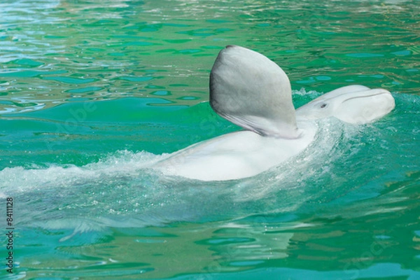 Obraz white whale