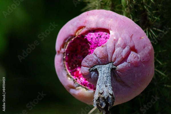 Obraz Fruto do Cacto