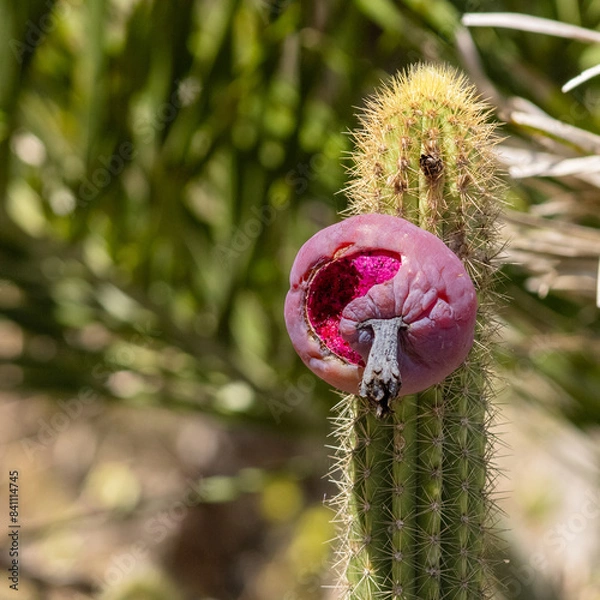 Obraz Fruto do cacto