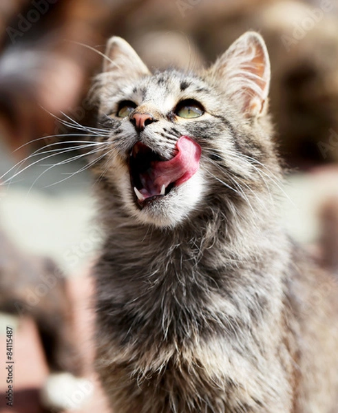 Obraz Beautiful cats photographed