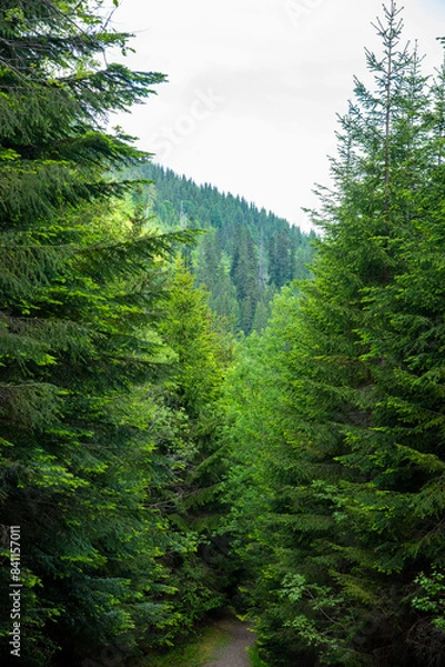 Fototapeta Fabulous and mysterious path in the forest. Location place of Carpathians mountain, Ukraine, Europe.