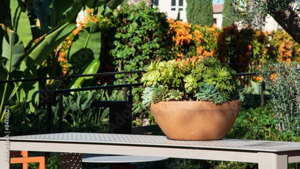 Obraz flowers in pots