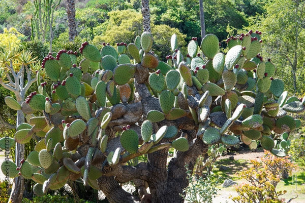 Obraz Cactus  in the garden