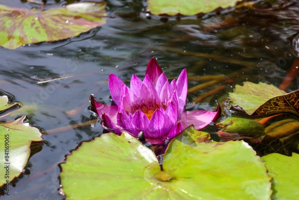 Obraz pink water lily