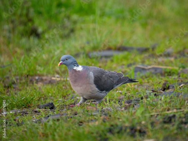 Fototapeta Ringeltaube (Columba palumbus)