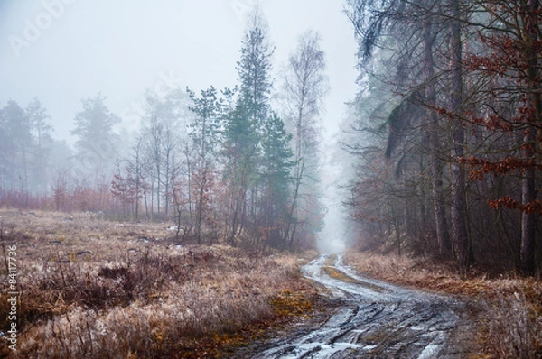 Fototapeta Leśna droga