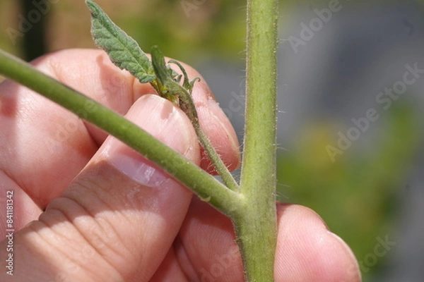 Fototapeta ミニトマトの脇芽かき