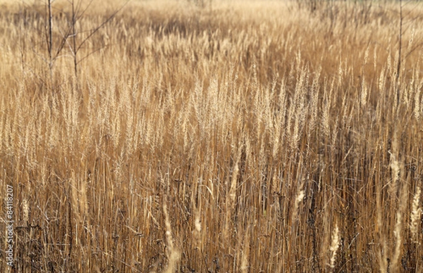 Obraz Dry grass in a field