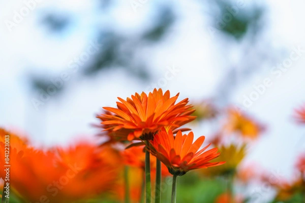 Obraz Closeup of orange Gerbera flower with sky and cloud under sunlight with green leaf nature using as background natural plants landscape, ecology wallpaper cover page concept.