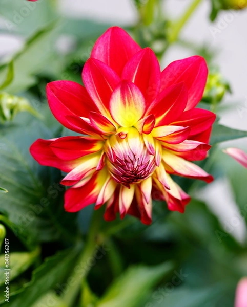 Obraz dahlia in the garden