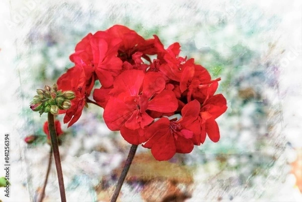Obraz geranium in bloom in the garden