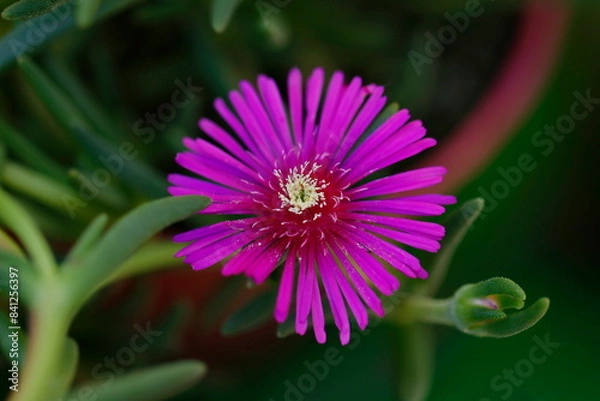 Obraz flower in bloom in the garden