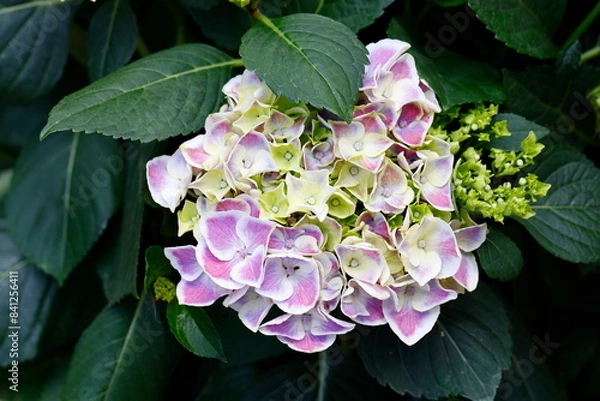Obraz hydrangea in bloom in spring