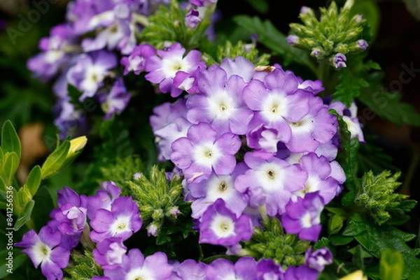 Obraz flower in bloom in the garden