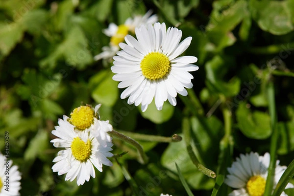 Obraz daisy in bloom in spring