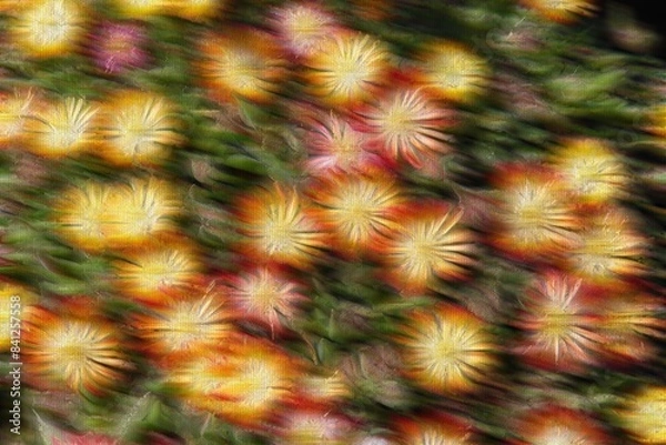 Obraz colorful daisy in bloom in spring
