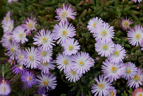 Obraz colorful daisy in bloom in spring