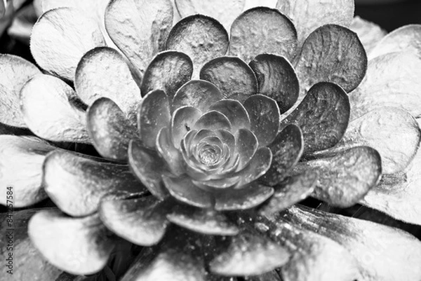 Obraz succulent plant in bloom in the vase
