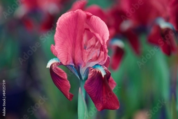 Obraz iris gladiolus in bloom in the garden