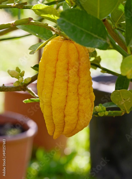 Obraz yellow lemon on tree