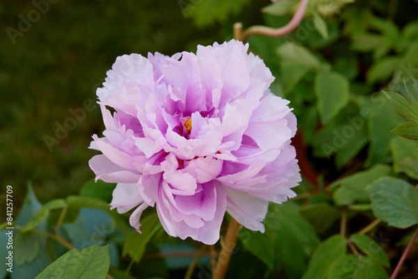 Obraz peony in the garden