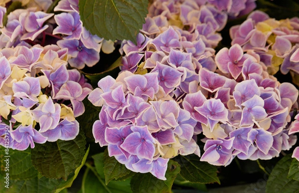 Obraz hydrangea in bloom in spring