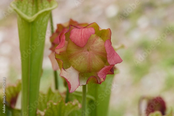Obraz Pale pitchers nephentis carnivorousplant