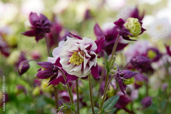 Obraz aquilegia flower in bloom in the garden