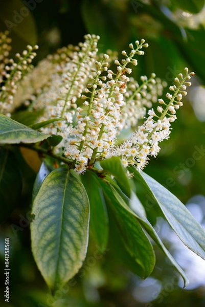 Obraz flower on tree in spring