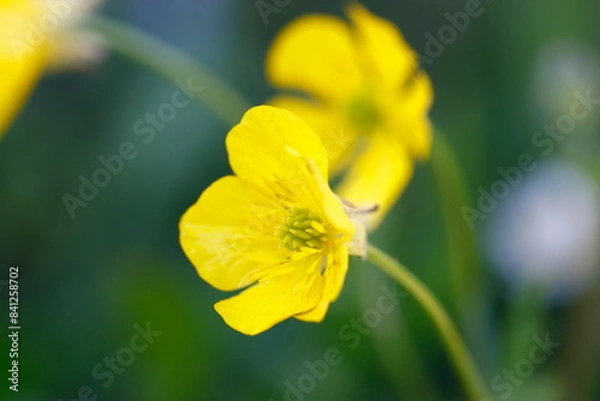 Obraz wildflower in the mountain in summer season